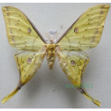 Actias sinensis (Walker, 1855) male ex. ovo Taiwan 82mm56d